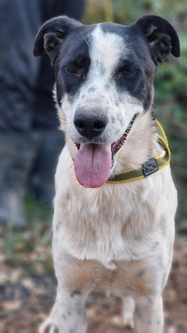 Daisy, una splendida meticcia Foto 5